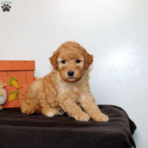 Piper, Mini Goldendoodle Puppy